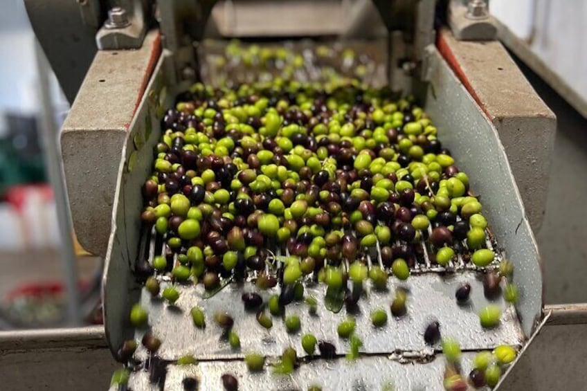 Basic private and guided tour on how quality EVO oil born in Tuscany