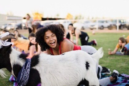 Goat and Alpaca Yoga with Cow Cuddling Gilbert Arizona