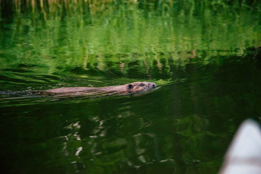Picture 3 for Activity Stockholm: Archipelago Family-Friendly Private Kayaking Tour