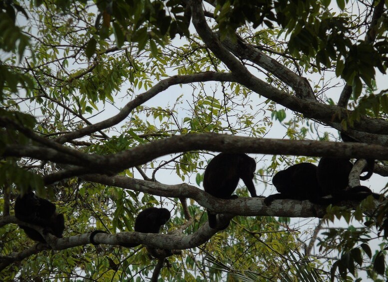 Picture 11 for Activity From Panama City: Monkey Islands Tour on Gatun Lake