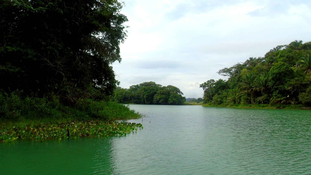 Picture 9 for Activity From Panama City: Monkey Islands Tour on Gatun Lake