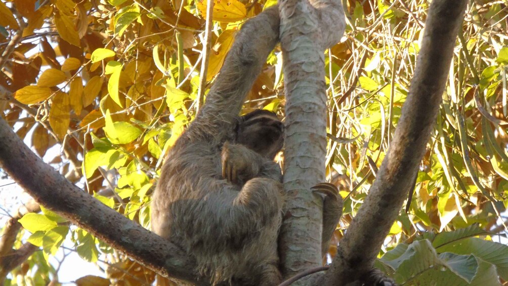 Picture 17 for Activity From Panama City: Monkey Islands Tour on Gatun Lake