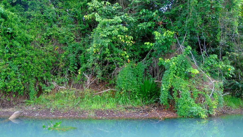 Picture 4 for Activity From Panama City: Monkey Islands Tour on Gatun Lake
