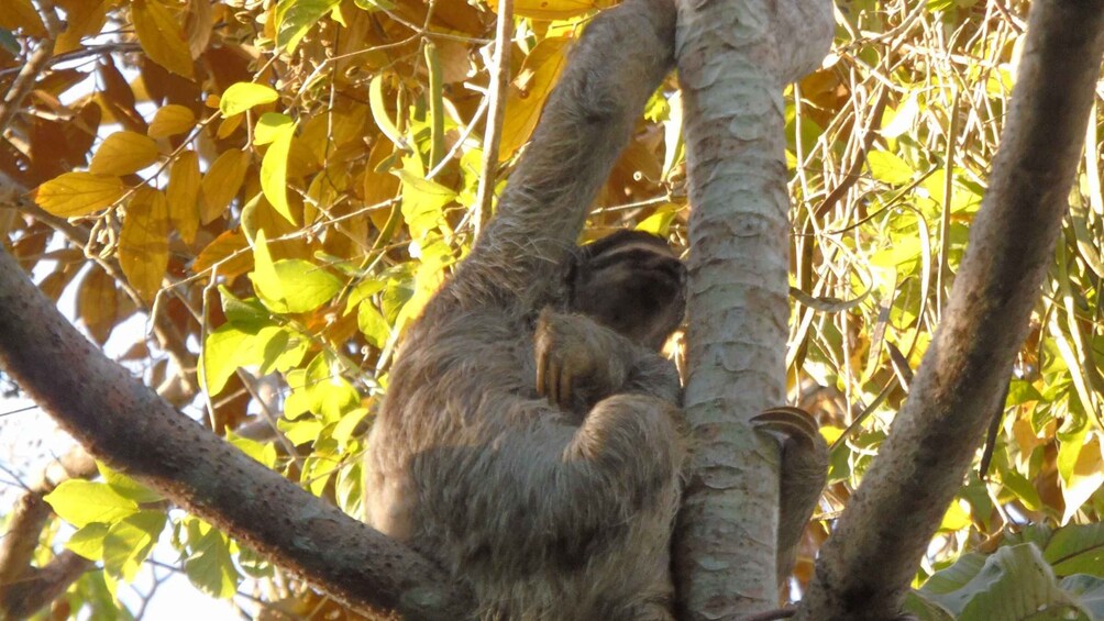 Picture 17 for Activity From Panama City: Monkey Islands Tour on Gatun Lake