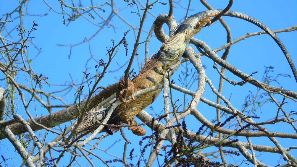 Picture 14 for Activity From Panama City: Monkey Islands Tour on Gatun Lake