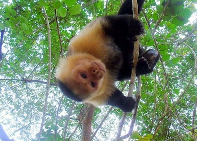 From Panama City: Monkey Islands Tour on Gatun Lake