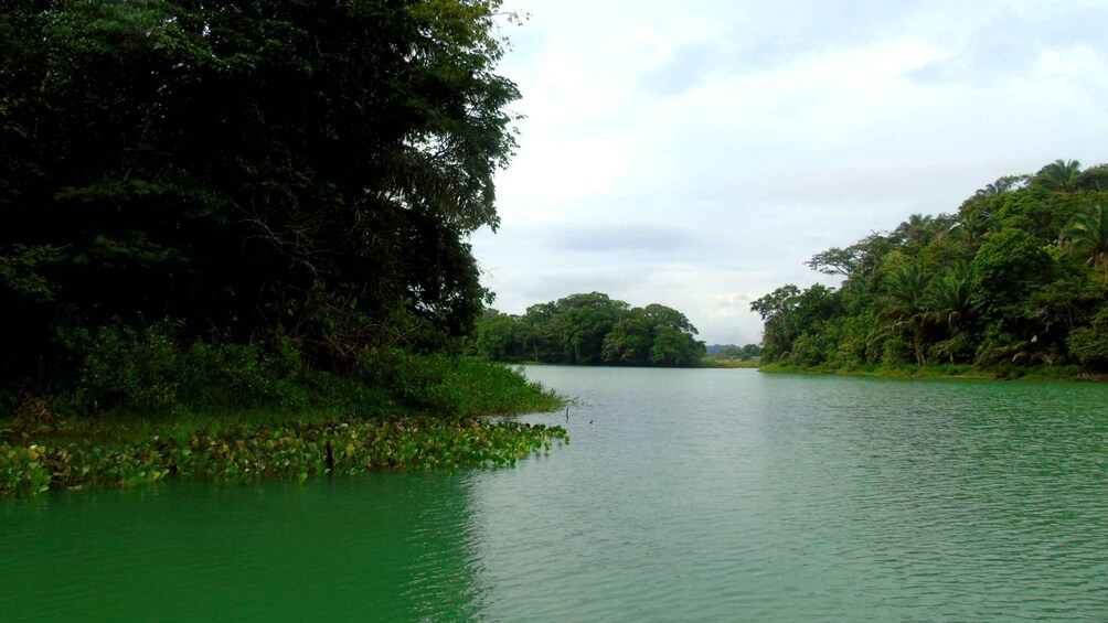 Picture 9 for Activity From Panama City: Monkey Islands Tour on Gatun Lake