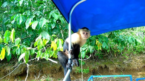 From Panama City: Monkey Islands Tour on Gatun Lake