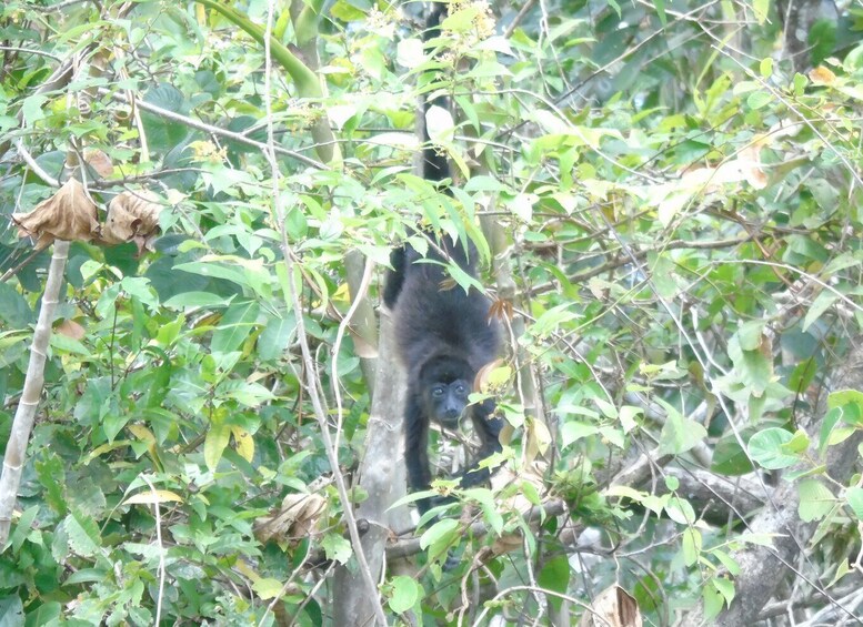 Picture 12 for Activity From Panama City: Monkey Islands Tour on Gatun Lake