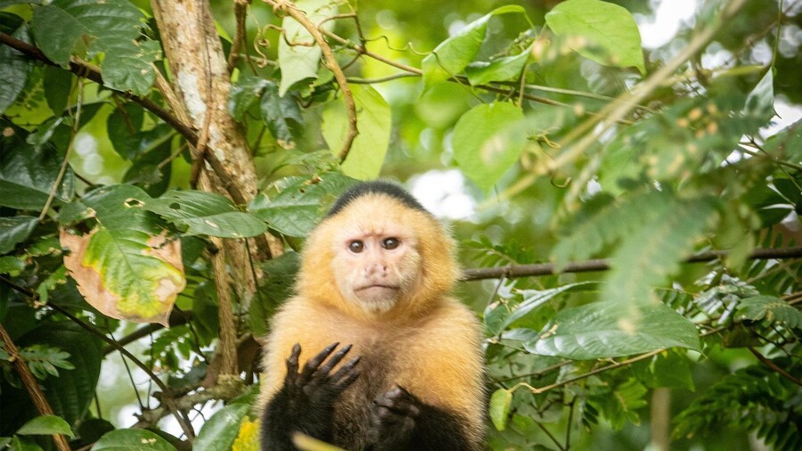 From Panama City: Monkey Islands Tour on Gatun Lake