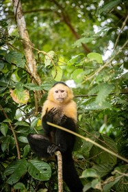 From Panama City: Monkey Islands Tour on Gatun Lake