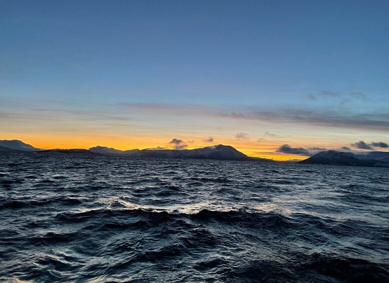 Picture 11 for Activity Tromsø: Arctic Fjord Sightseeing Cruise in Luxury Catamaran