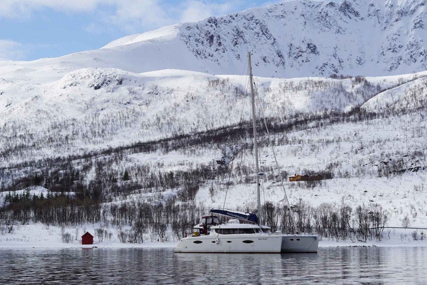 Picture 7 for Activity Tromsø: Arctic Fjord Sightseeing Cruise in Luxury Catamaran