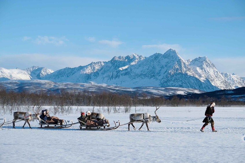 Picture 2 for Activity Tromsø: Sámi Reindeer Sledding and Sami Cultural Tour