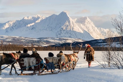 Tromsø: Samisk reinsledekjøring og samisk kulturreise