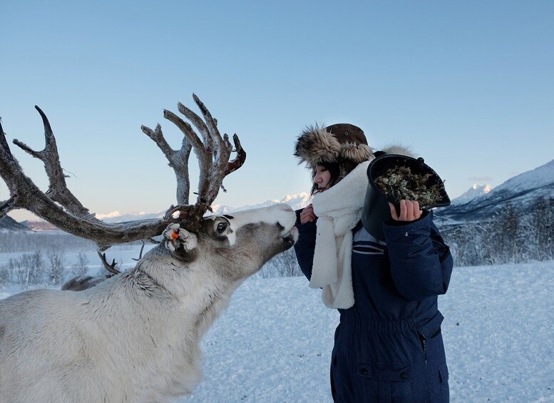 Picture 5 for Activity Tromsø: Sámi Reindeer Sledding and Sami Cultural Tour