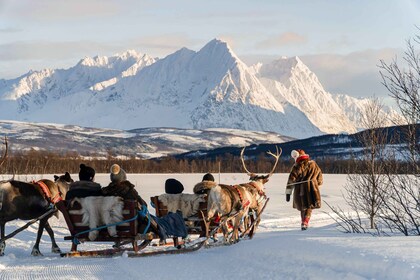 ทรอมโซ: Sámi Reindeer Sledding และ Sami Cultural Tour