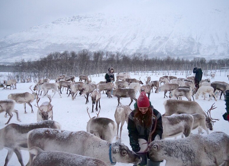 Picture 6 for Activity Tromsø: Sámi Reindeer Sledding and Sami Cultural Tour