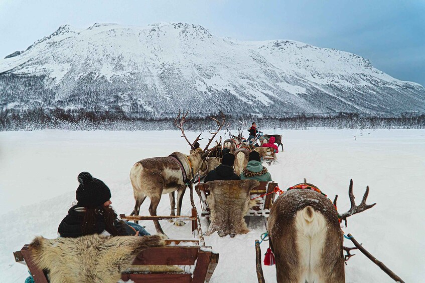 Picture 4 for Activity Tromsø: Sámi Reindeer Sledding and Sami Cultural Tour