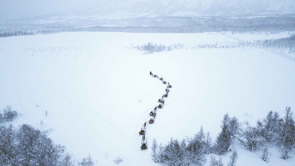 Picture 3 for Activity Tromsø: Sámi Reindeer Sledding and Sami Cultural Tour