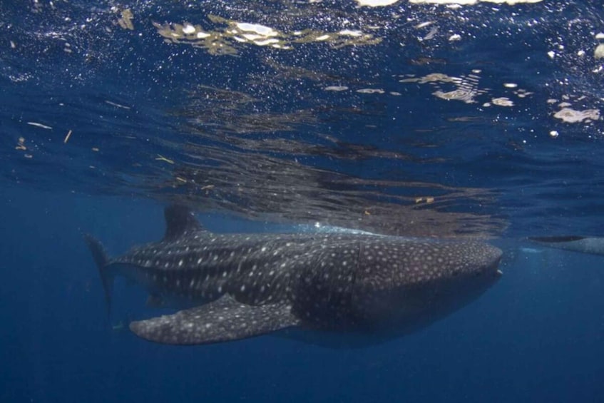 Picture 3 for Activity Cebu: Boat Day Trip with Whale Shark Swimming and Lunch