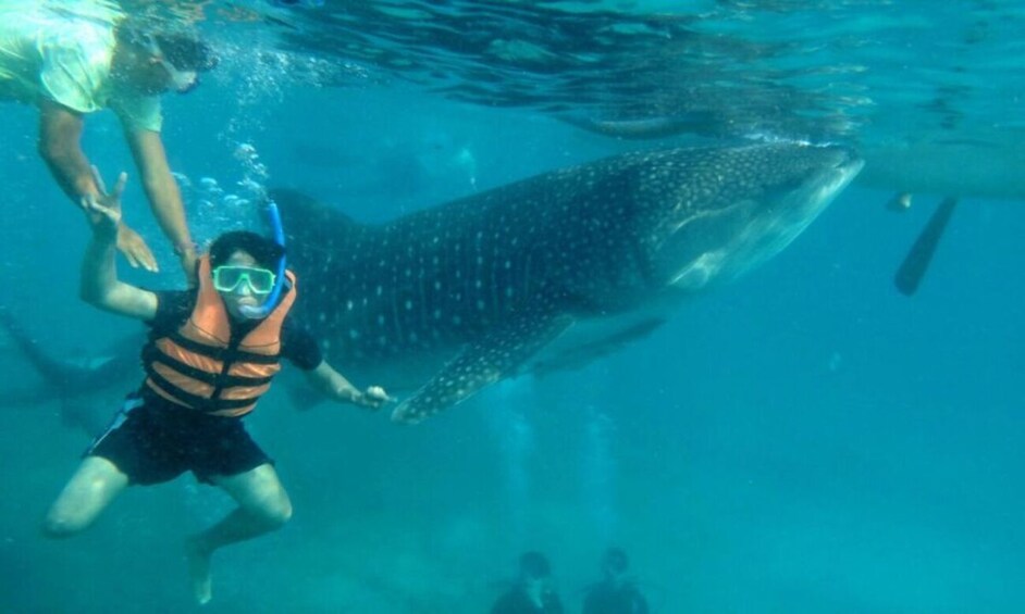 Picture 1 for Activity Cebu: Boat Day Trip with Whale Shark Swimming and Lunch