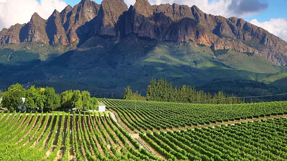 From Cape Town: Full-Day Cape Winelands Tour