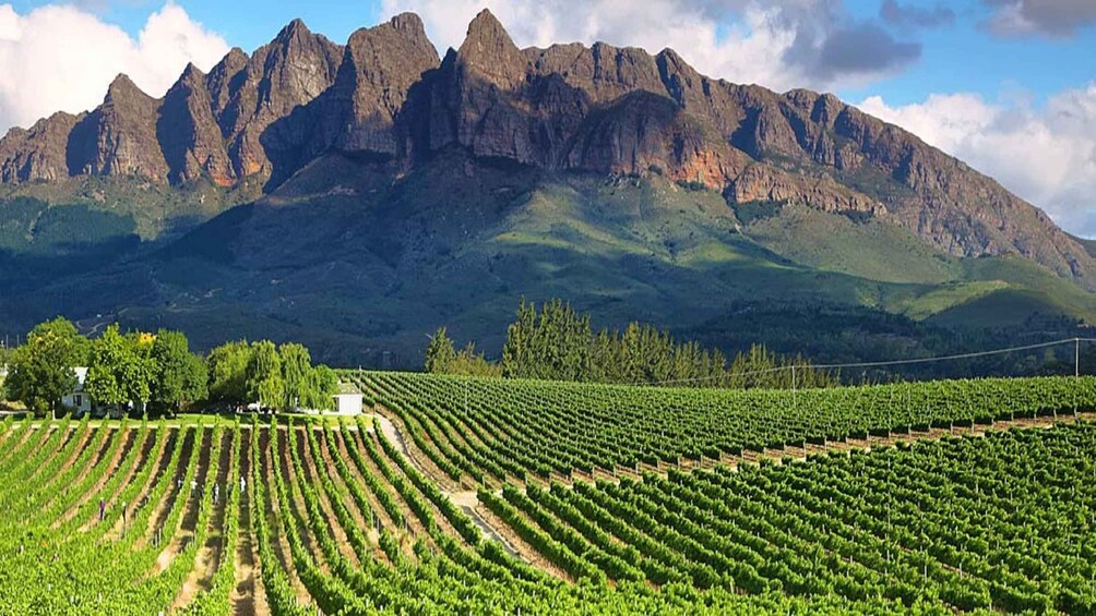 From Cape Town: Full-Day Cape Winelands Tour