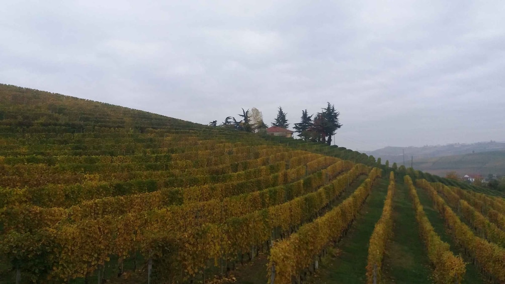 Picture 4 for Activity Barolo: Truffle Hunting and Wine Tasting