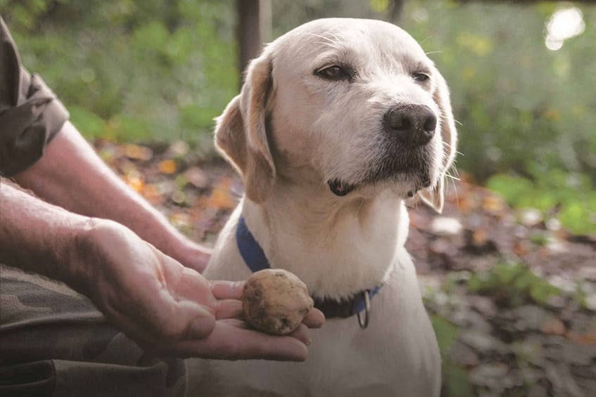 Barolo: Truffle Hunting and Wine Tasting