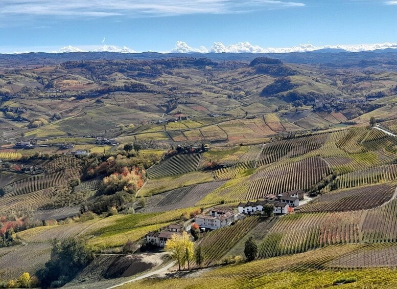 Picture 1 for Activity Barolo: Truffle Hunting and Wine Tasting