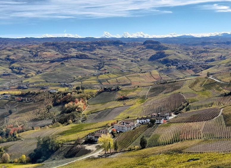 Picture 1 for Activity Barolo: Truffle Hunting and Wine Tasting