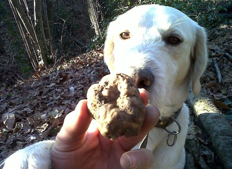 Picture 2 for Activity Barolo: Truffle Hunting and Wine Tasting