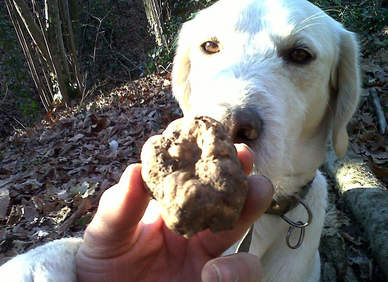 Picture 2 for Activity Barolo: Truffle Hunting and Wine Tasting