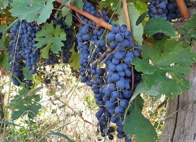 Bucharest: Wine Tasting, Bellu Mansion, and Thracian Tombs