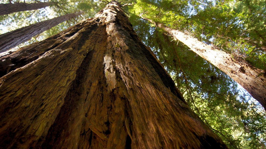 Redwood trees in Muir Woods in San Francisco