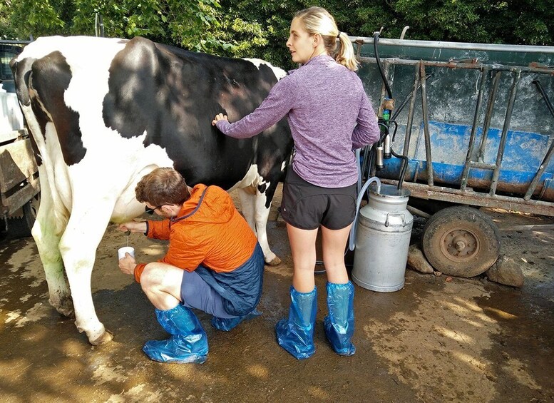 Picture 12 for Activity Dairy farm Visit and Cow Milking Experience in Azores