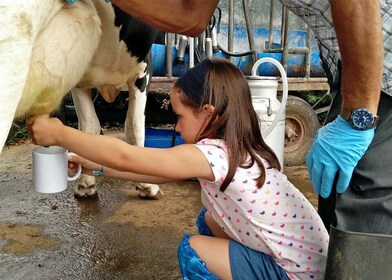 Kunjungan ke Peternakan Sapi Perah dan Pengalaman Memerah Susu Sapi di Azor...