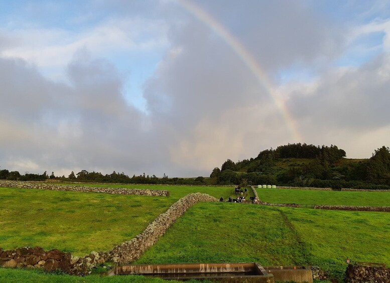 Picture 10 for Activity Dairy farm Visit and Cow Milking Experience in Azores