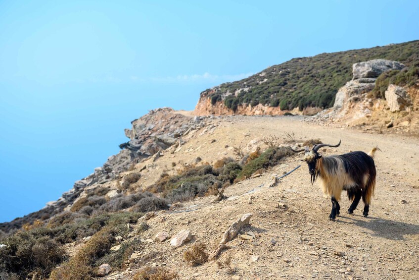 Picture 4 for Activity Amorgos: Guided Hike of the Panagia Hozoviotissa Monastery