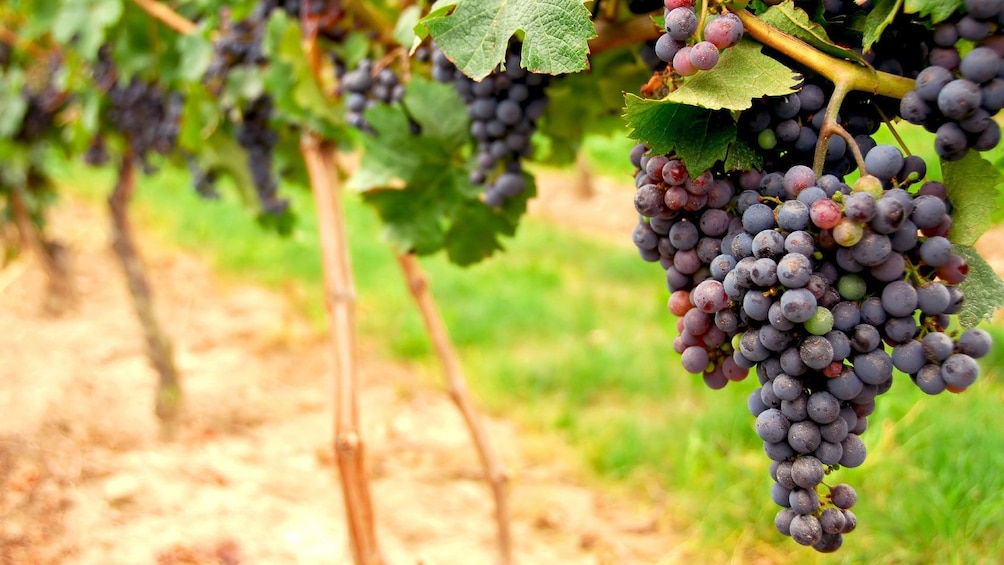 Grapes at a vineyard in San Francisco