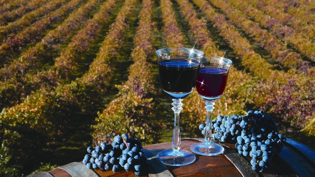 Glasses of red wine at a vineyard in San Francisco
