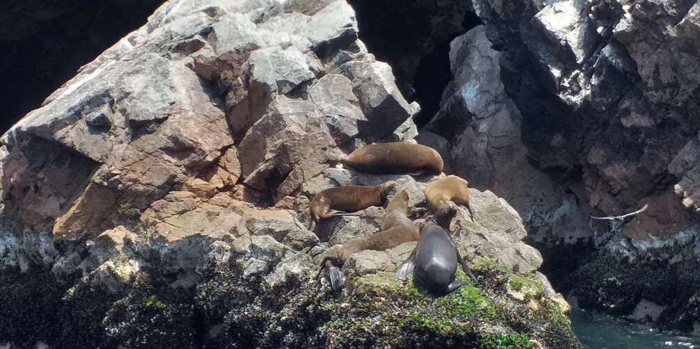 Picture 6 for Activity From Paracas or Pisco: Ballestas Islands Private Boat Trip