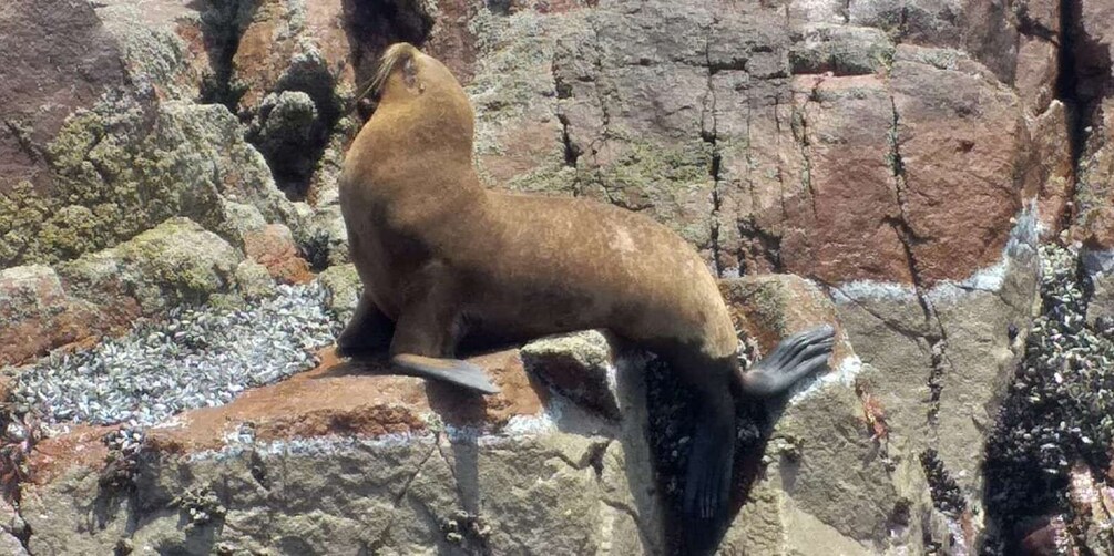 Picture 7 for Activity From Paracas or Pisco: Ballestas Islands Private Boat Trip