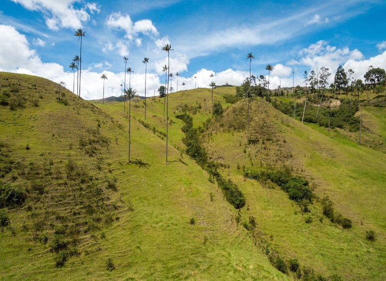 Picture 7 for Activity Pereira & Salento: Cocora Valley and Coffee Farm Day Tour