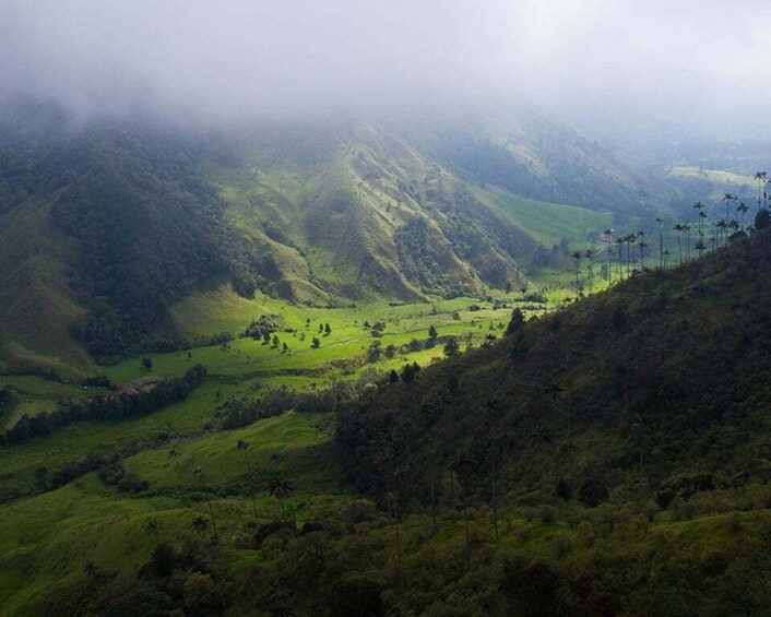 Picture 11 for Activity Salento: Private Cocora Valley, Salento & Coffee Farm Tour