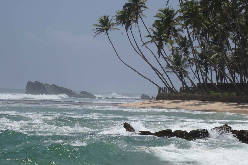 Picture 7 for Activity Sri Lanka South Coast, River Safari, Galle Fort, Sea Turtle