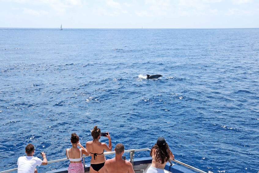 Picture 1 for Activity Mallorca: 2-Hour Dolphin Watching Cruise & Glass-Bottom Boat