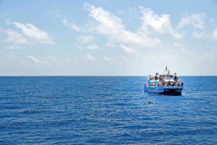 Picture 6 for Activity Mallorca: 2-Hour Dolphin Watching Cruise & Glass-Bottom Boat