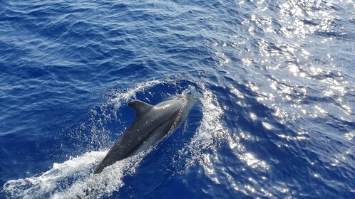 マヨルカ島：2時間のイルカウォッチング・クルーズとグラスボトムボート